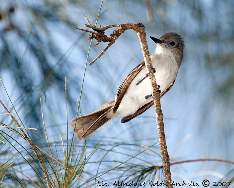 Puerto Rican Flycatcher