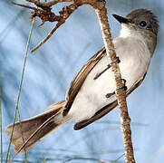 Puerto Rican Flycatcher