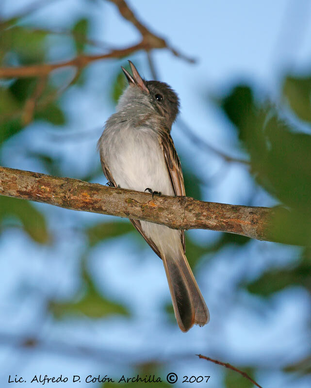 Tyran de Porto Rico