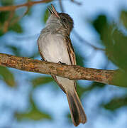 Puerto Rican Flycatcher