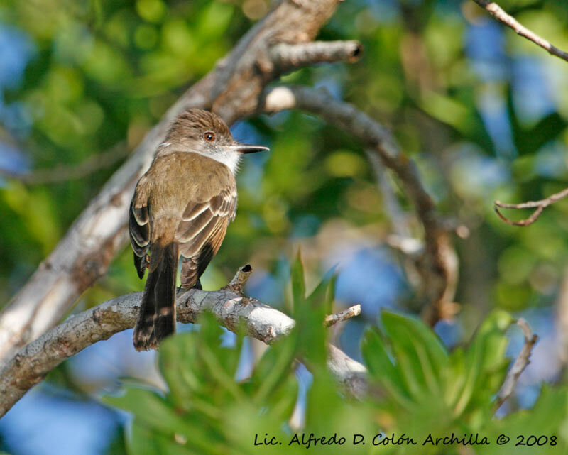 Puerto Rican Flycatcher