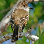 Puerto Rican Flycatcher