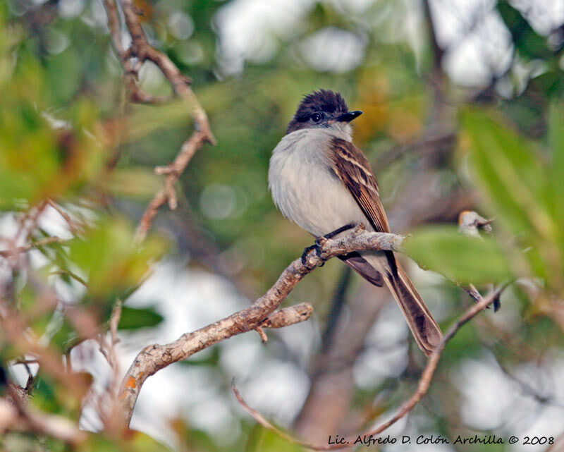 Puerto Rican Flycatcher