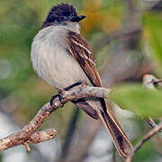 Puerto Rican Flycatcher