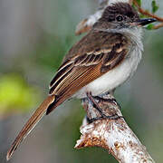 Puerto Rican Flycatcher