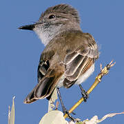 Puerto Rican Flycatcher