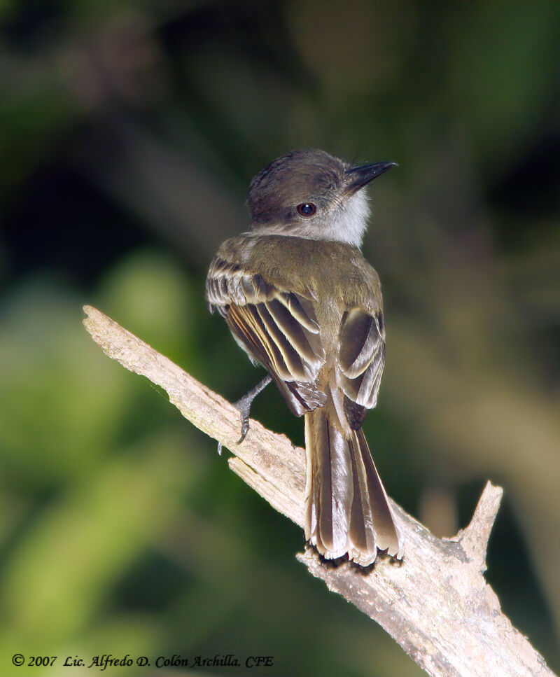 Puerto Rican Flycatcher