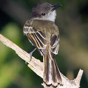 Puerto Rican Flycatcher