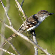 Puerto Rican Flycatcher