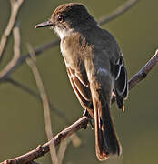 Puerto Rican Flycatcher