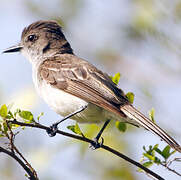 Puerto Rican Flycatcher