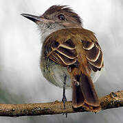 Puerto Rican Flycatcher