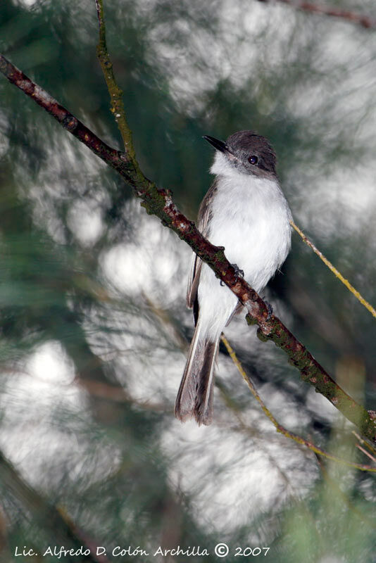 Puerto Rican Flycatcher