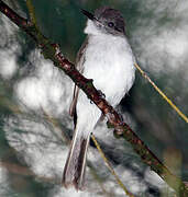 Puerto Rican Flycatcher