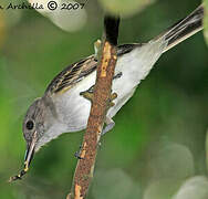 Puerto Rican Flycatcher