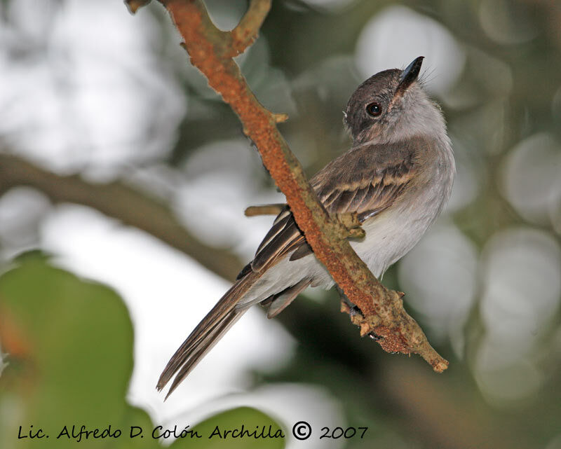 Puerto Rican Flycatcher