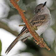 Puerto Rican Flycatcher