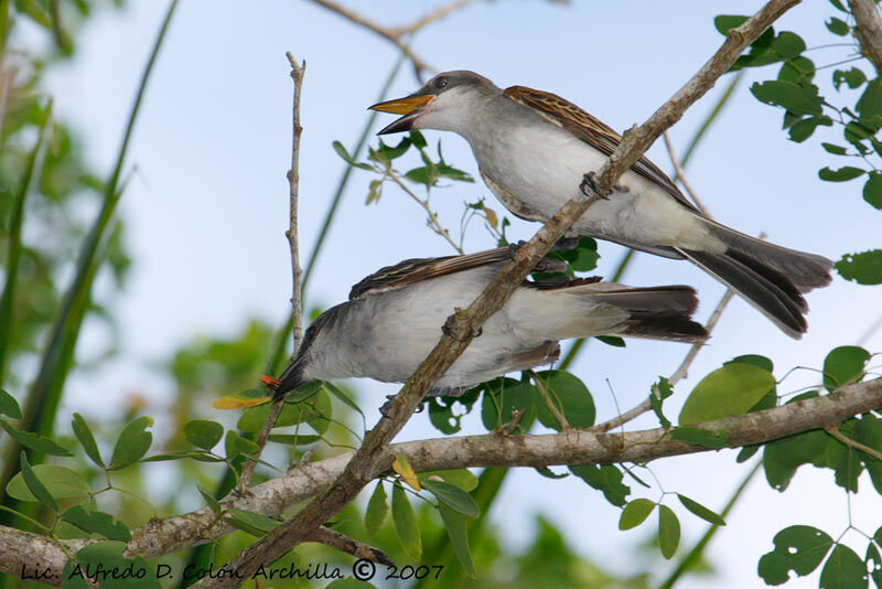 Grey Kingbird