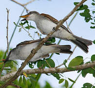 Grey Kingbird