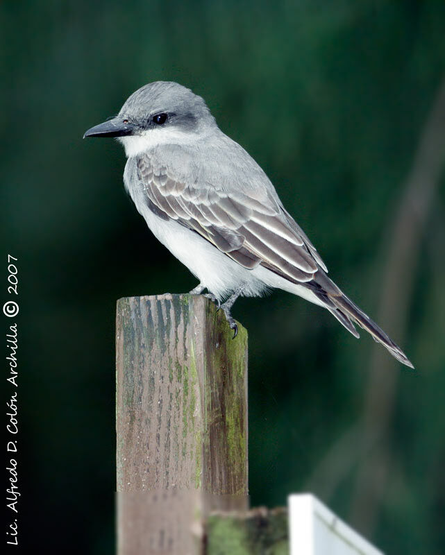 Grey Kingbird