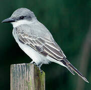 Grey Kingbird