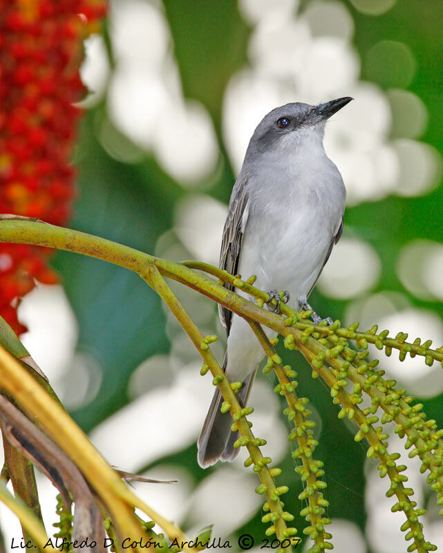 Grey Kingbird