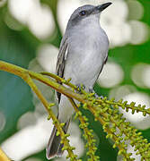 Grey Kingbird