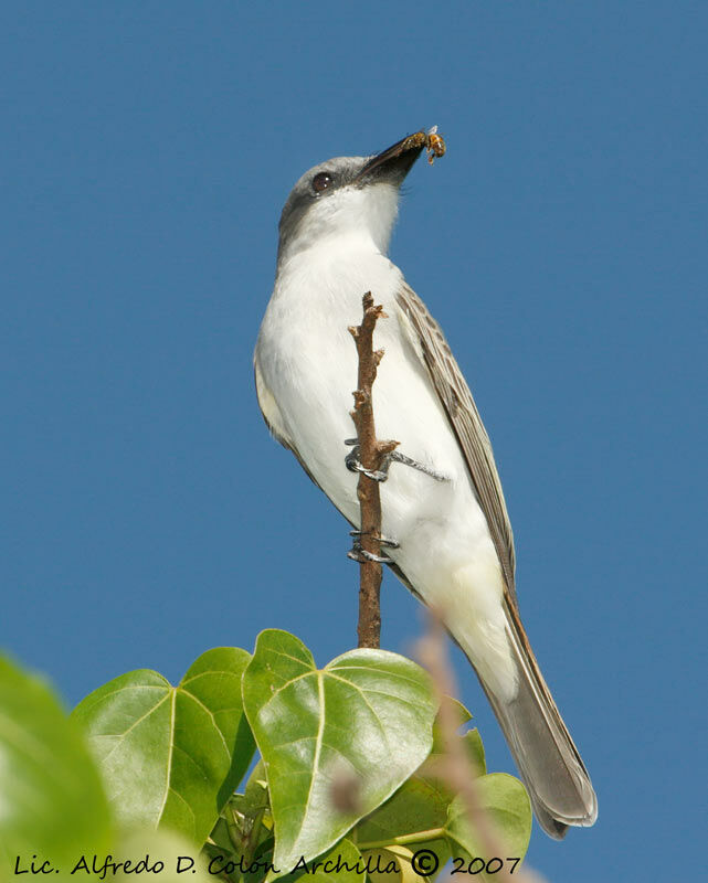 Grey Kingbird