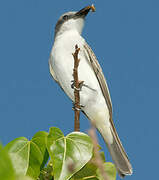 Grey Kingbird