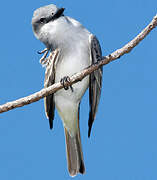 Grey Kingbird