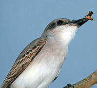 Grey Kingbird