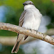 Grey Kingbird