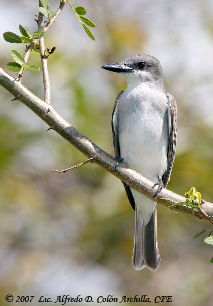 Grey Kingbird