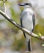 Grey Kingbird