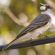 Grey Kingbird