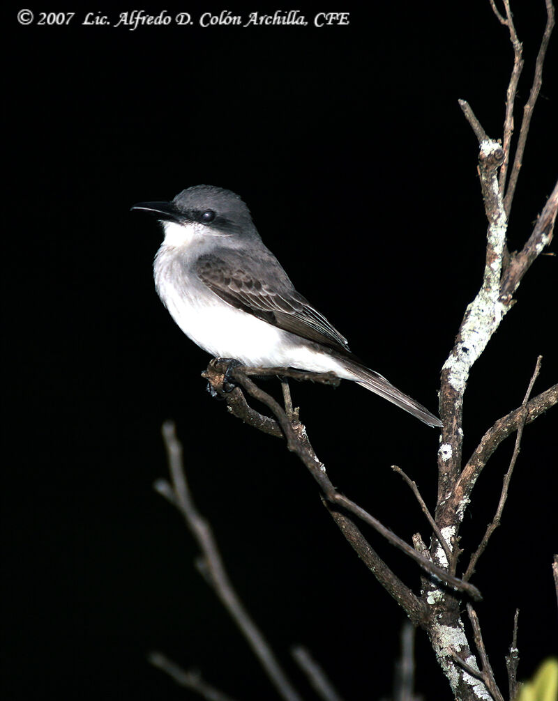 Grey Kingbird