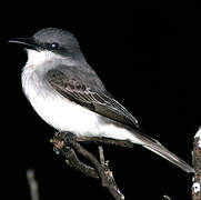 Grey Kingbird