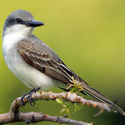 Grey Kingbird