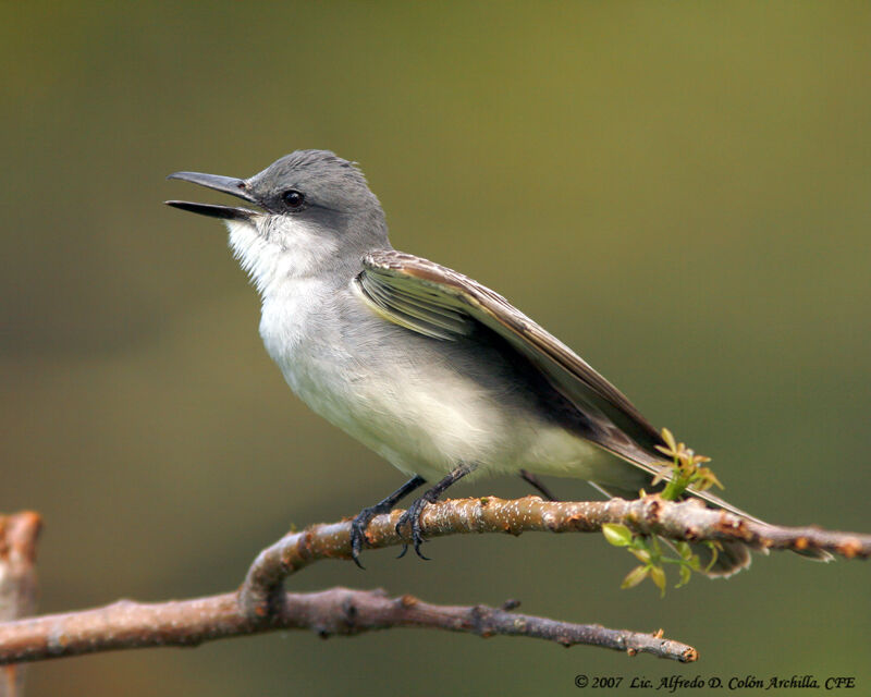 Grey Kingbird