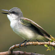 Grey Kingbird