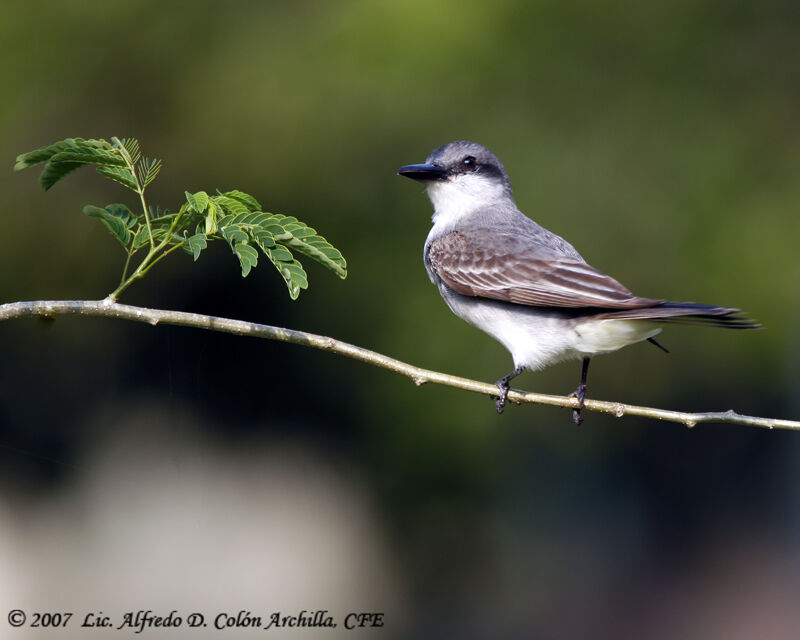 Grey Kingbird