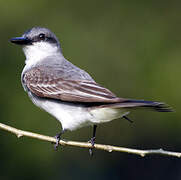 Grey Kingbird