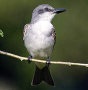 Grey Kingbird