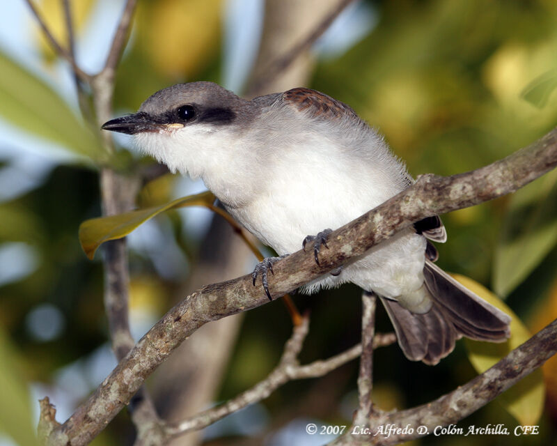 Grey Kingbirdjuvenile