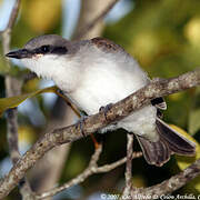 Grey Kingbird