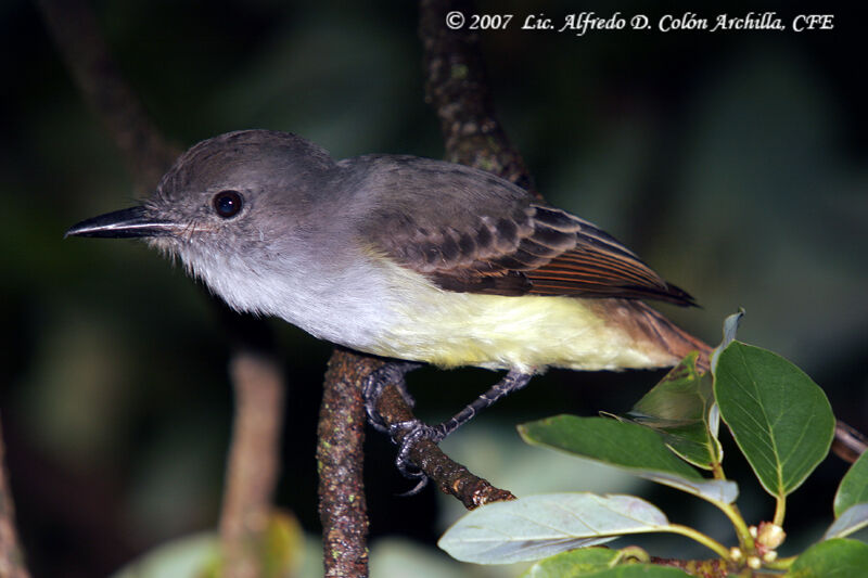 Lesser Antillean Flycatcher