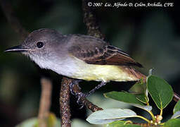 Lesser Antillean Flycatcher