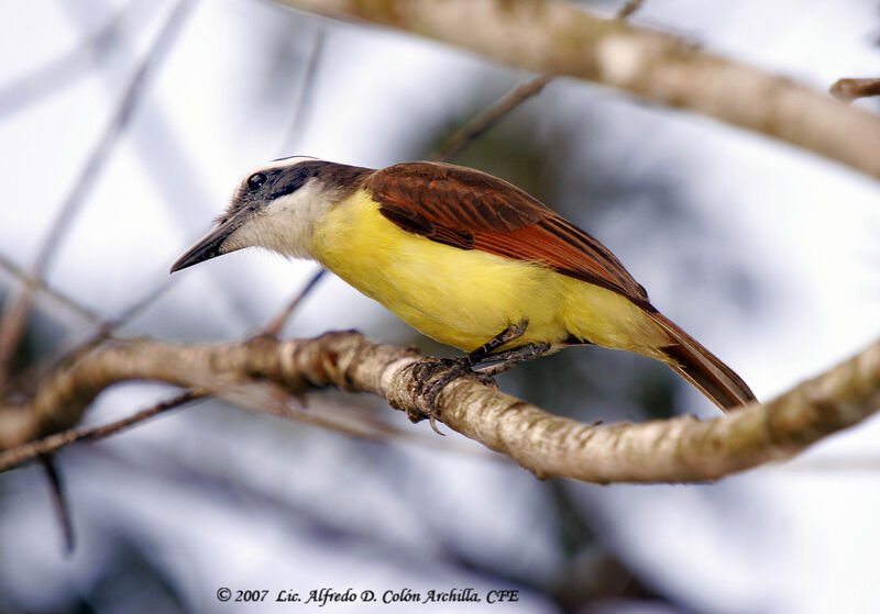 Great Kiskadee