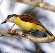 Great Kiskadee