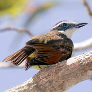 Great Kiskadee